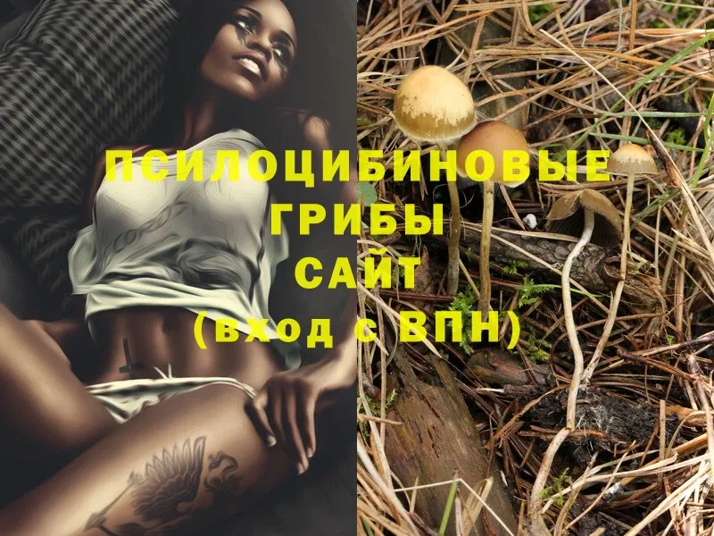 Галлюциногенные грибы Psilocybe  Зея 